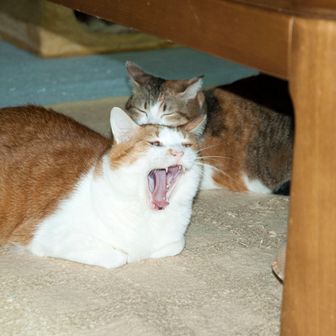 「シルバー会」ナカジョウ