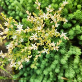 セダムの花