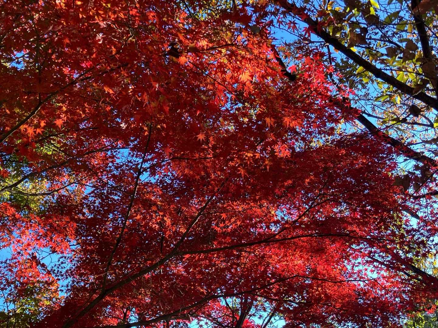 真っ赤な🍁😍