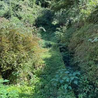 と思ったら草がもじゃもじゃ