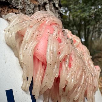 なんですかね、これ