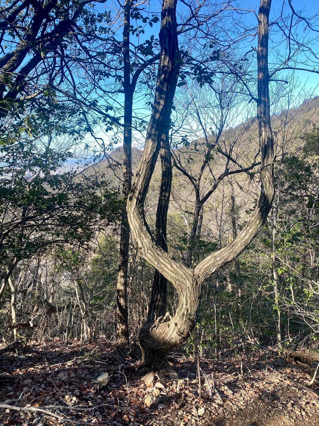 御殿山の松の木ブランコに似てます。
えっ！何処って？
美濃加茂市の御殿山です。