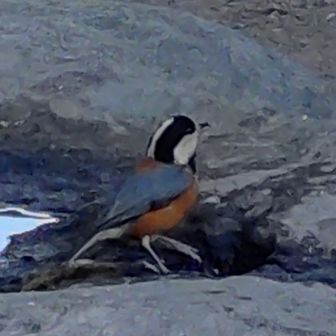 いろんな鳥さんが水を飲みに来てた❗