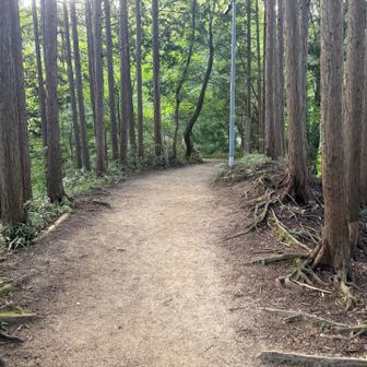 ゆるやかな尾根。涼しい。