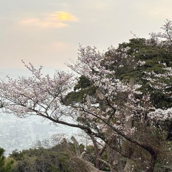 🌸ソメイヨシノ