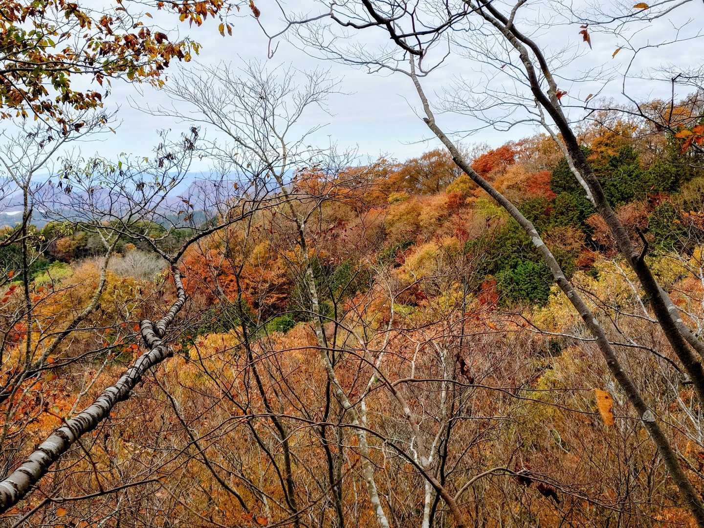 紅葉🍁綺麗
先週の月居山も綺麗だけどここも綺麗✨️