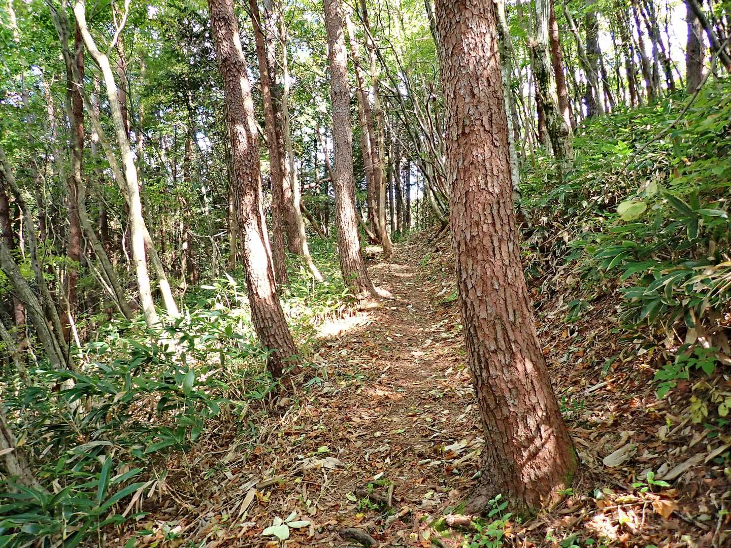傾斜の緩いトラバース道になります。