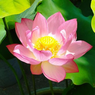 中山寺の蓮の花