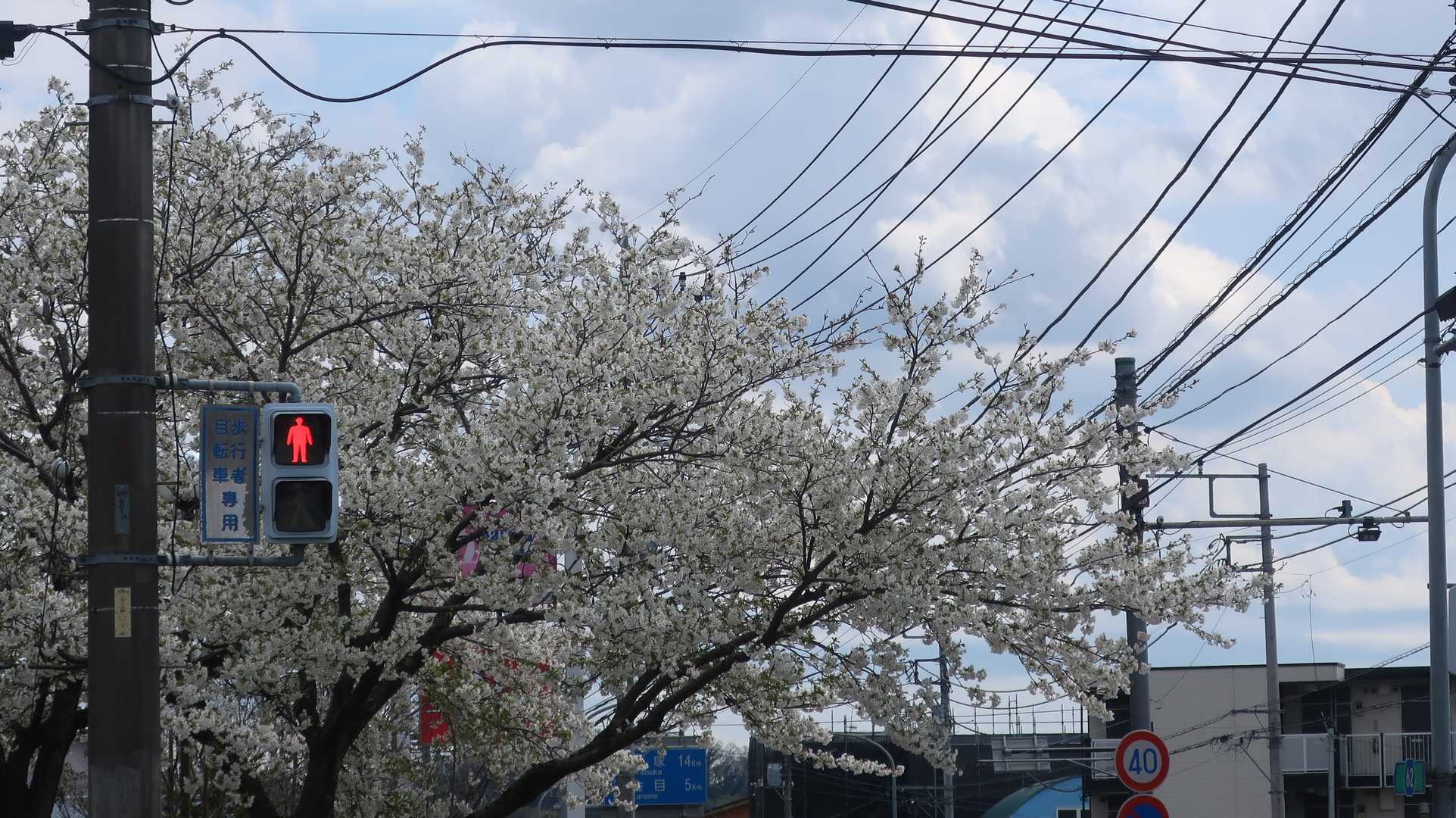 春って感じですね