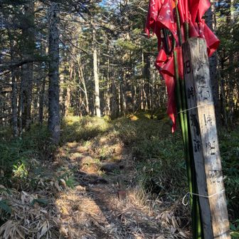 静かな登山道だけど、迷いやすい分岐にきちんと標識があるので親切。