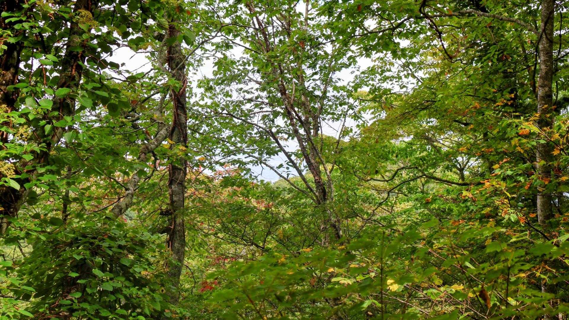 少〜し色づいてきてます🍁
暑くても季節は秋に向かっているのですね