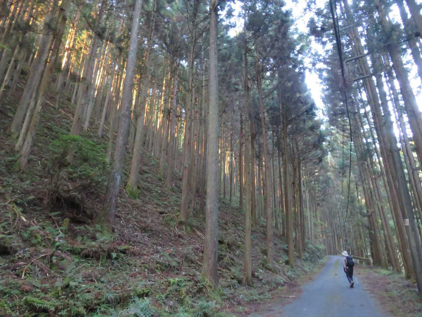 初めての道で新鮮です。杉林に朝日が射して気持ち良し。