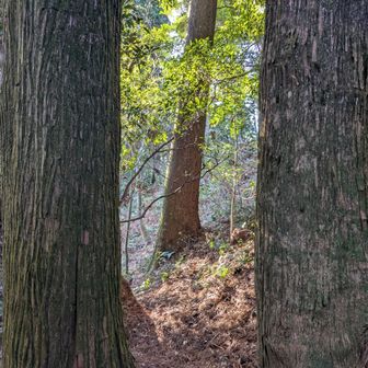 スギ巨木たくさん
