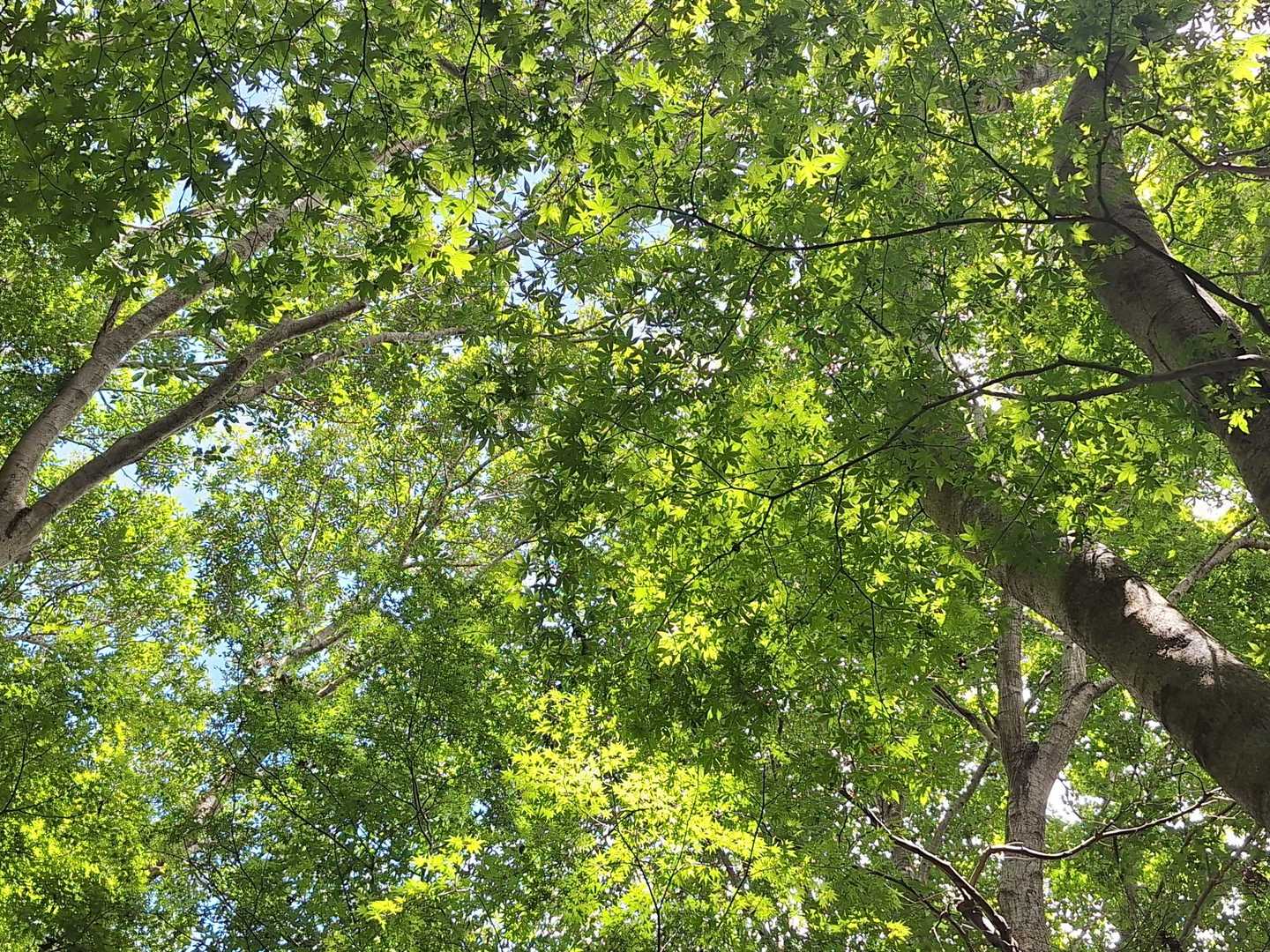 見上げて～💚