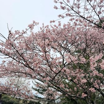 桜🌸