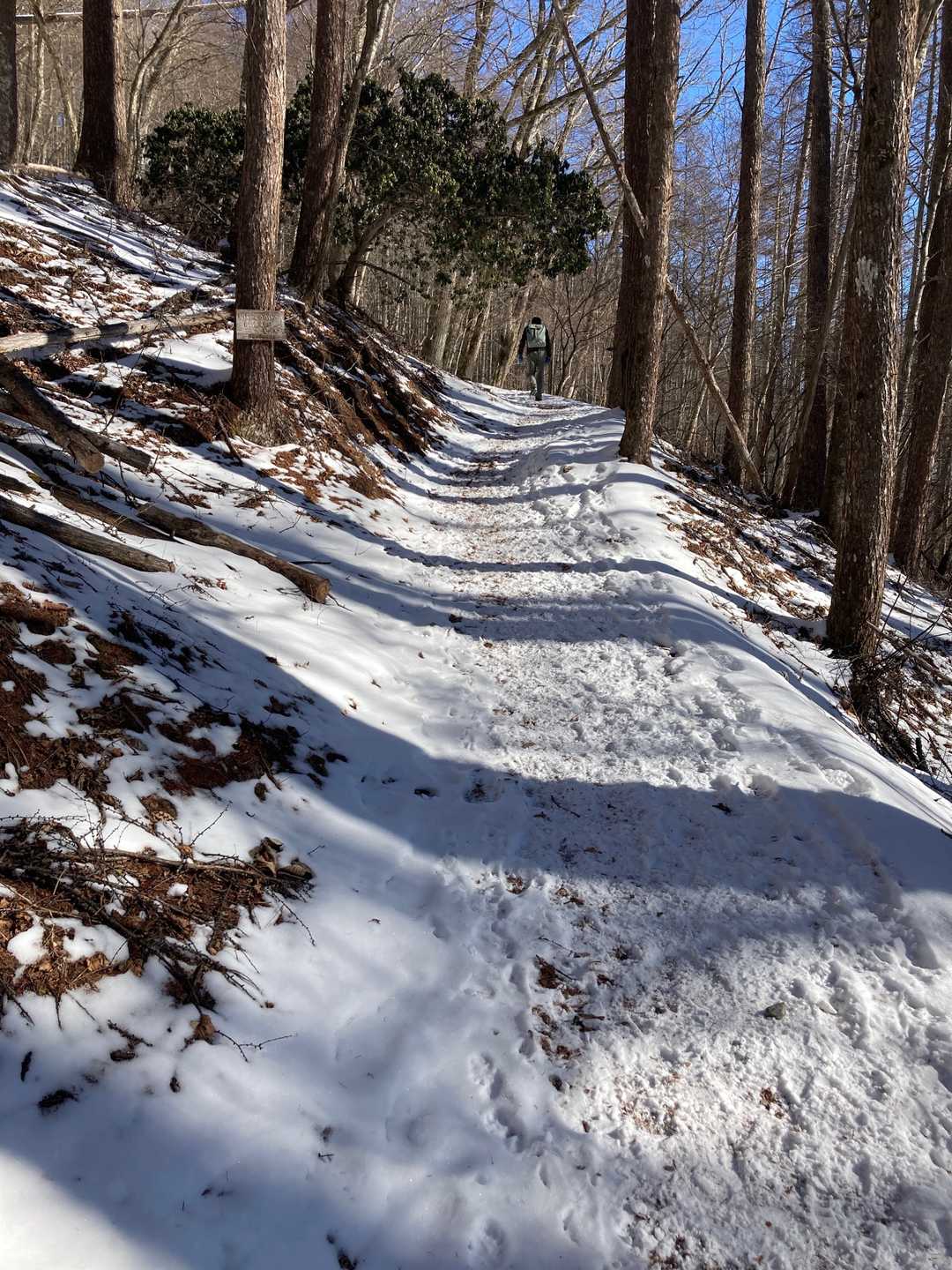 夜叉神峠登山口-夜叉神峠-杖立峠 往復コースの写真