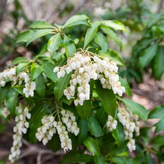 カワイイお花を発見、アセビかな？