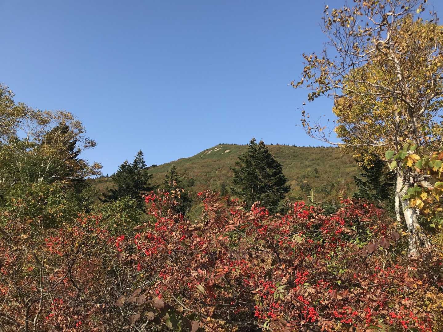 南八甲田登山道入口-地獄峠-櫛ヶ峰入口-櫛ヶ峯 往復コースの写真