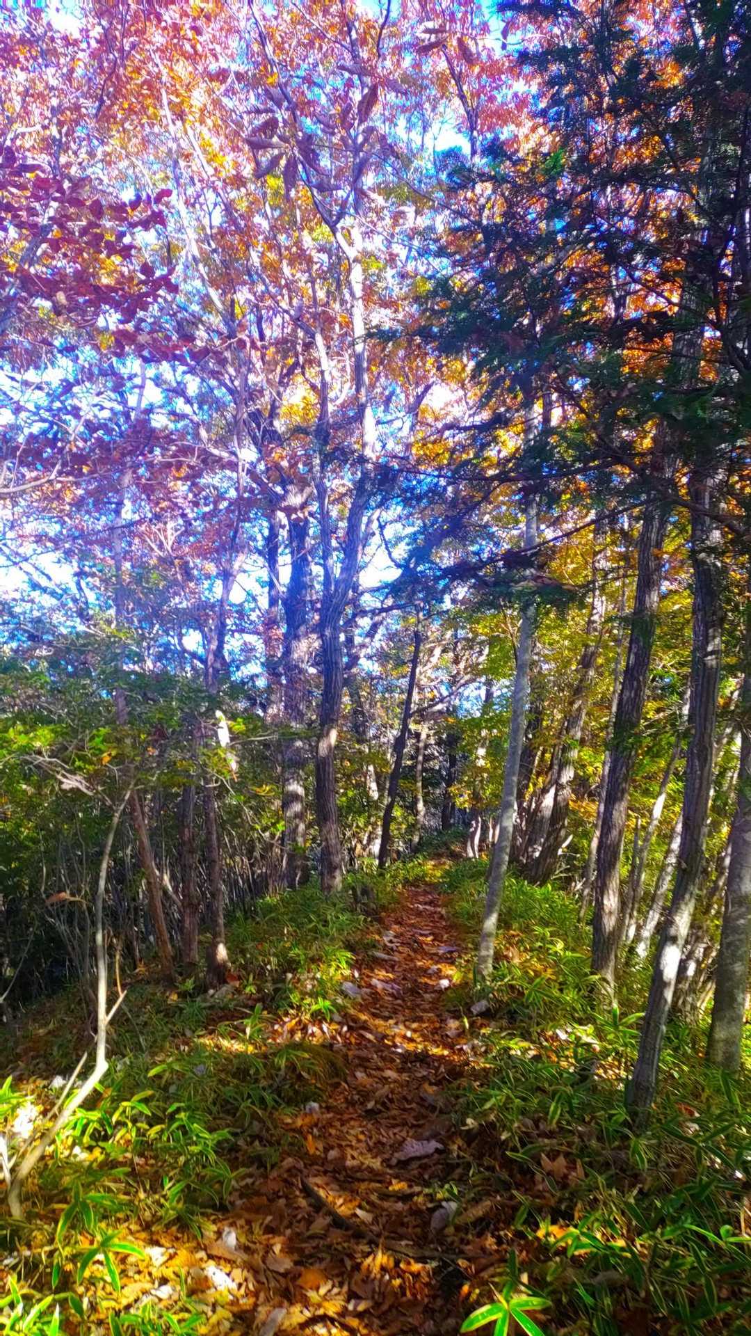 緩やかで気持ちの良い登山道。