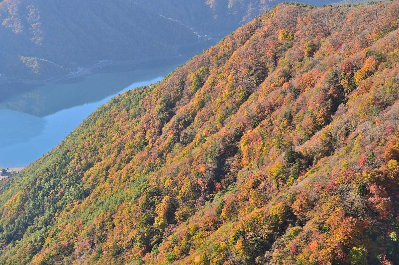 それに朝日に照らされた紅葉が素晴らしい！！