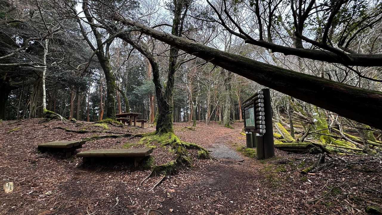 伊豆山陵線トレイル（三蓋山・水呑頭・猫越岳・後藤山・魂の山・棚場山・伽藍山・古稀山・達磨山・小達磨山） の写真 13