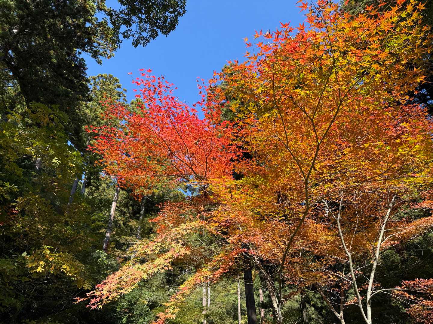 この辺に少し紅葉
