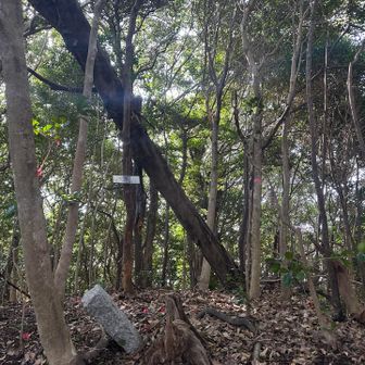 大島山も眺望はなし😓