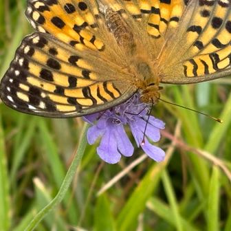 マツムシソウの3倍くらいのヒョウモンチョウ
最近ツマグロさんとも違うヒョウモンも？？見分けるの難しい😓