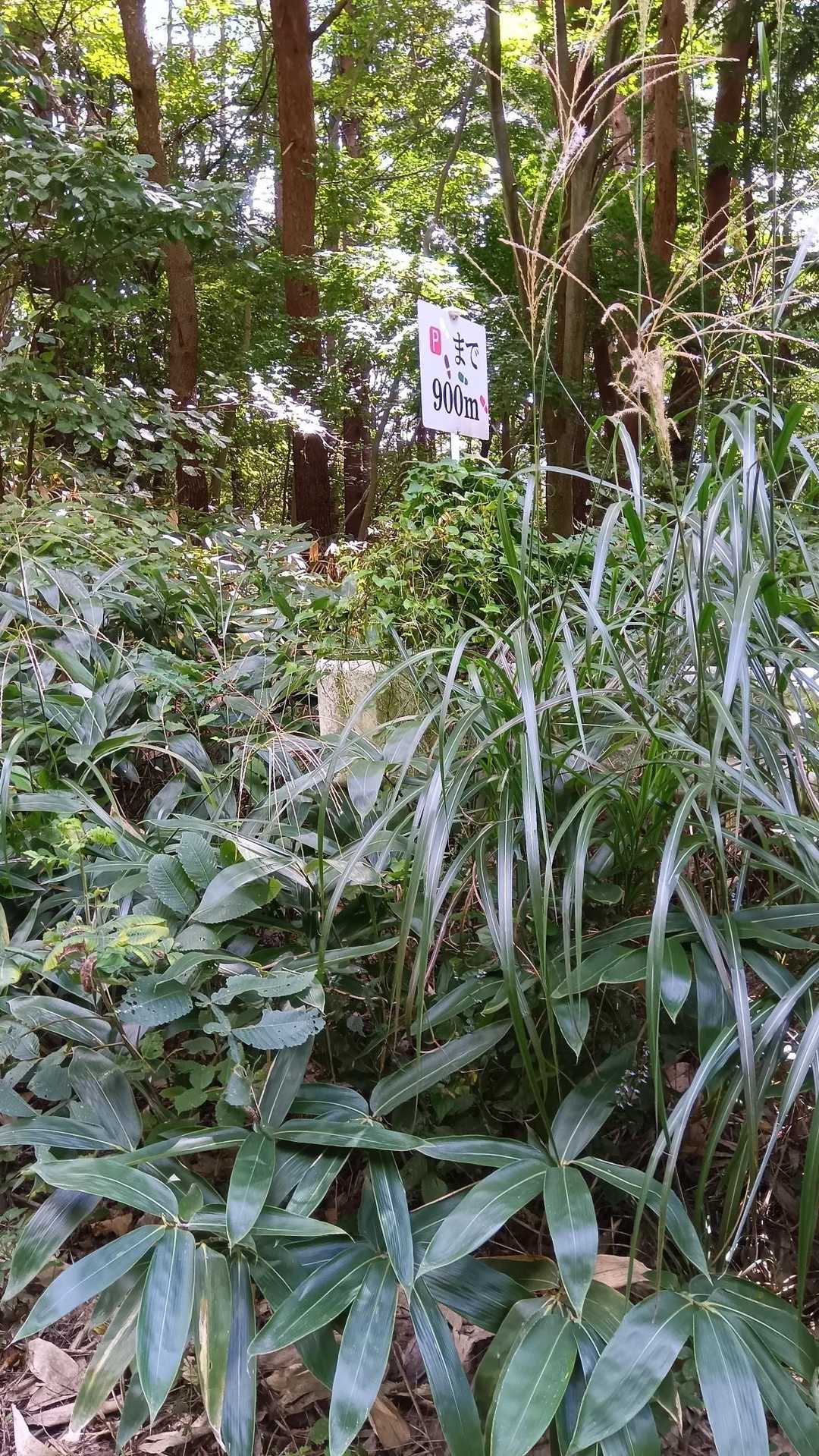 900mもあるの？早く通過したいけど万が一鉢合わせしないように、熊鈴と拍手で1人鼓笛パレードしながらゆっくり歩く。