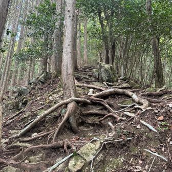 ここちょっと急登。