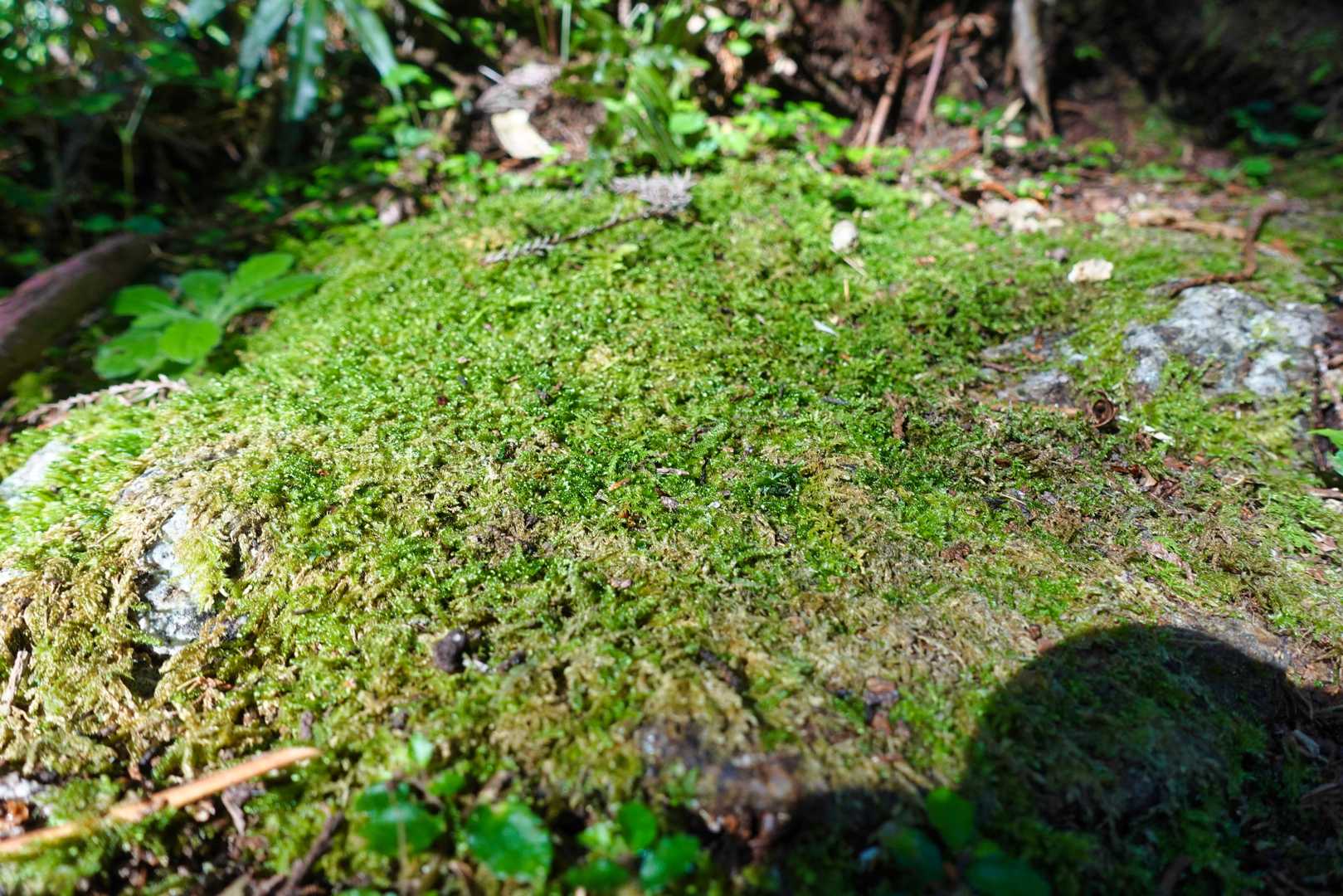 便石山登山口-便石山-象の背 往復コースの写真