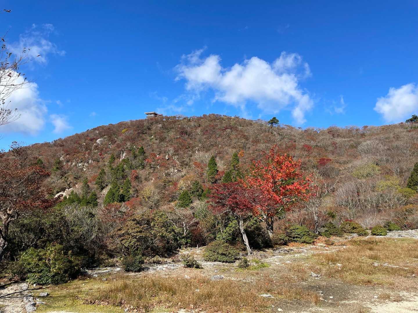 振り返っての紅葉🍁