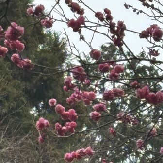 どピンクで華やか