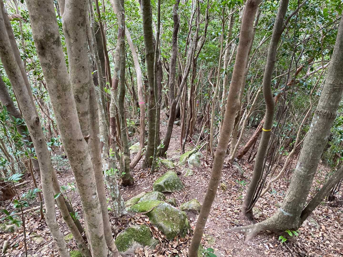 五剣山 往復コースの写真