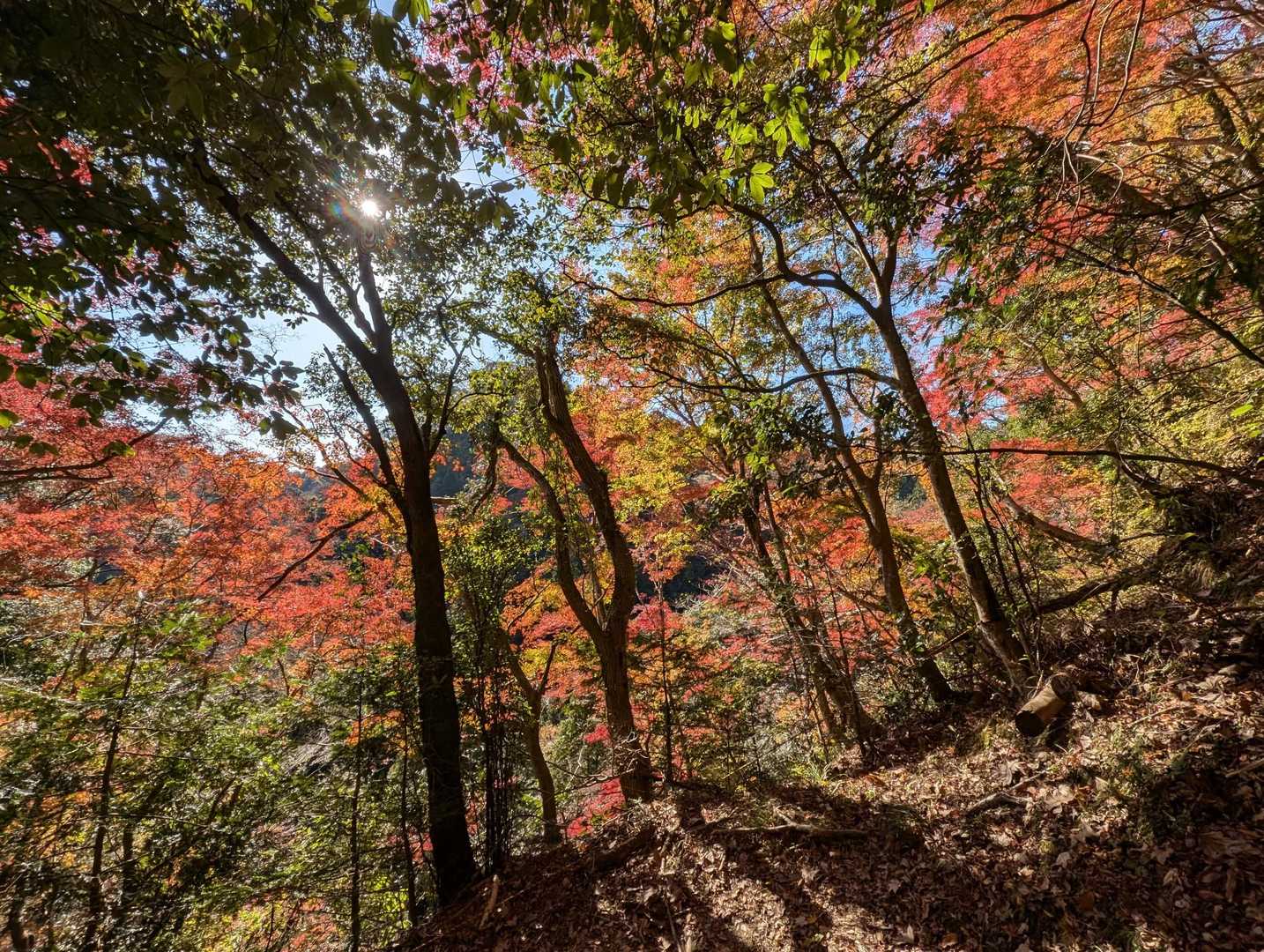尾根から横に見る紅葉綺麗