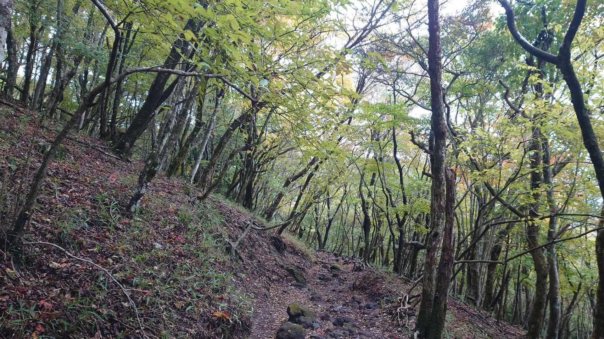 眺望無しを自然に癒されながら下山😏