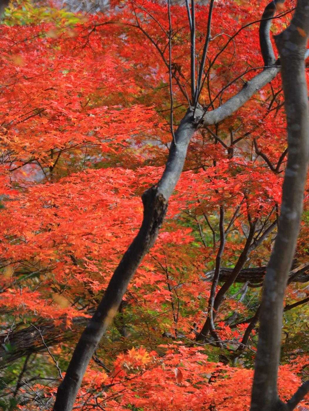 半僧坊前バス停-経ヶ岳-半原越-革籠石山-仏果山-宮ヶ瀬越 縦走コースの写真