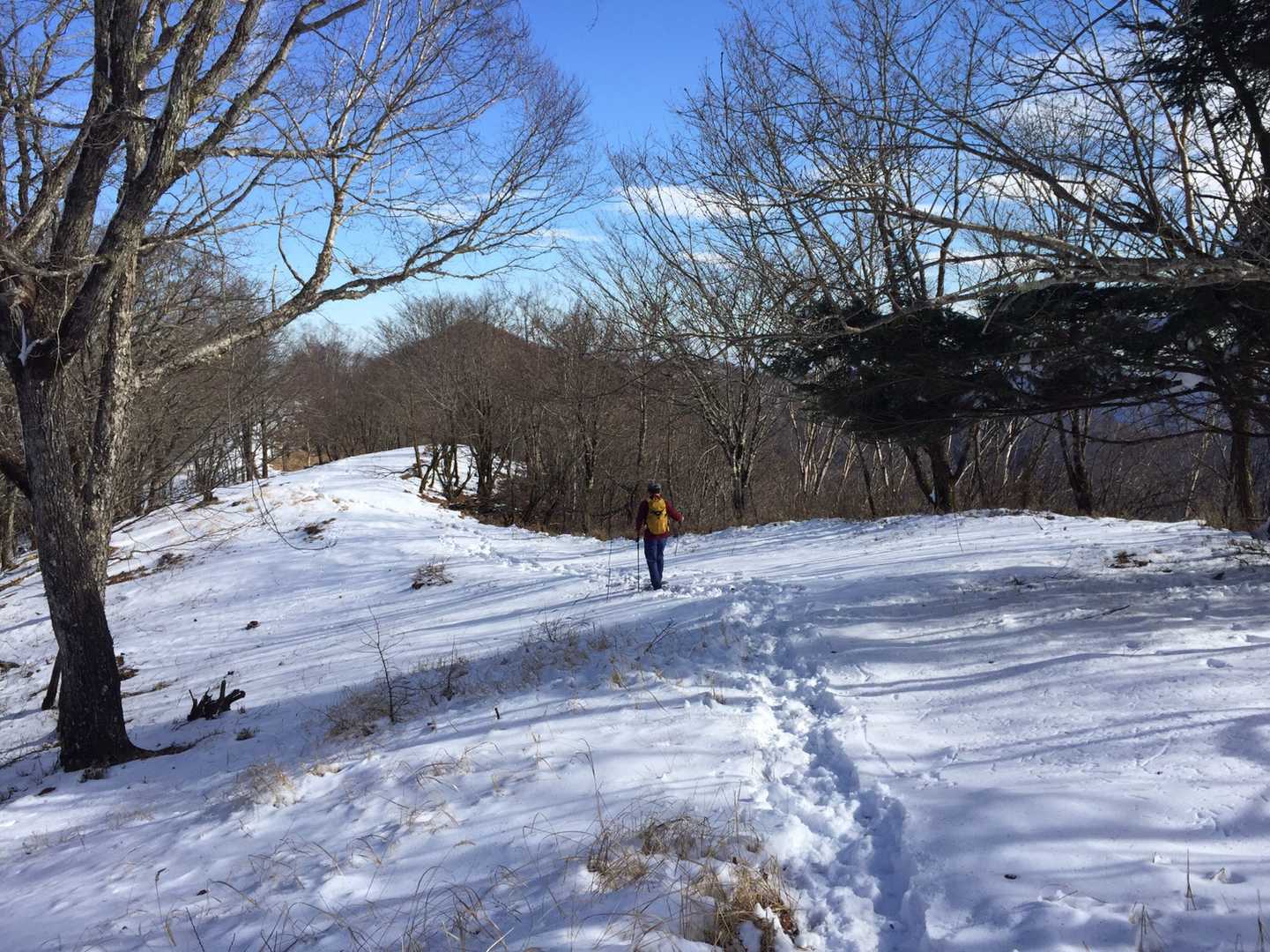 後は下るだけ。気持ちのいい尾根歩きが続きます～👣