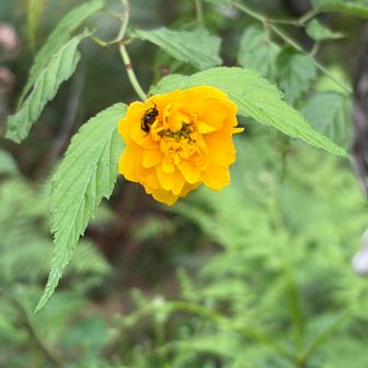 あら？ヤマブキが咲いてる
ちょっとのんびりすぎやろ。
中に隠れているの、🐜さんかと思えば🕷️さんやった。