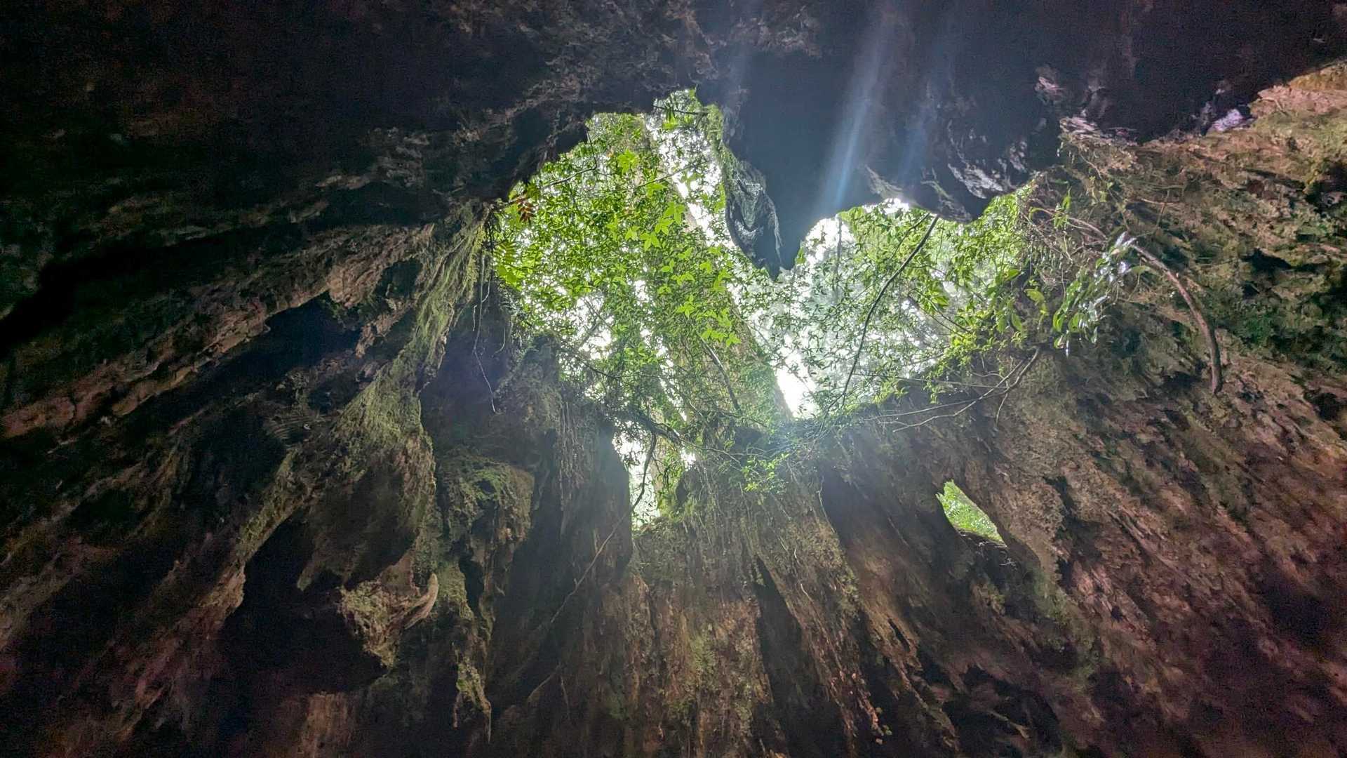 ウィルソン株♥
ここもでかい