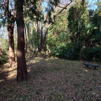 ベンチが出てきましたが、善正山山頂へのアプローチのようです。