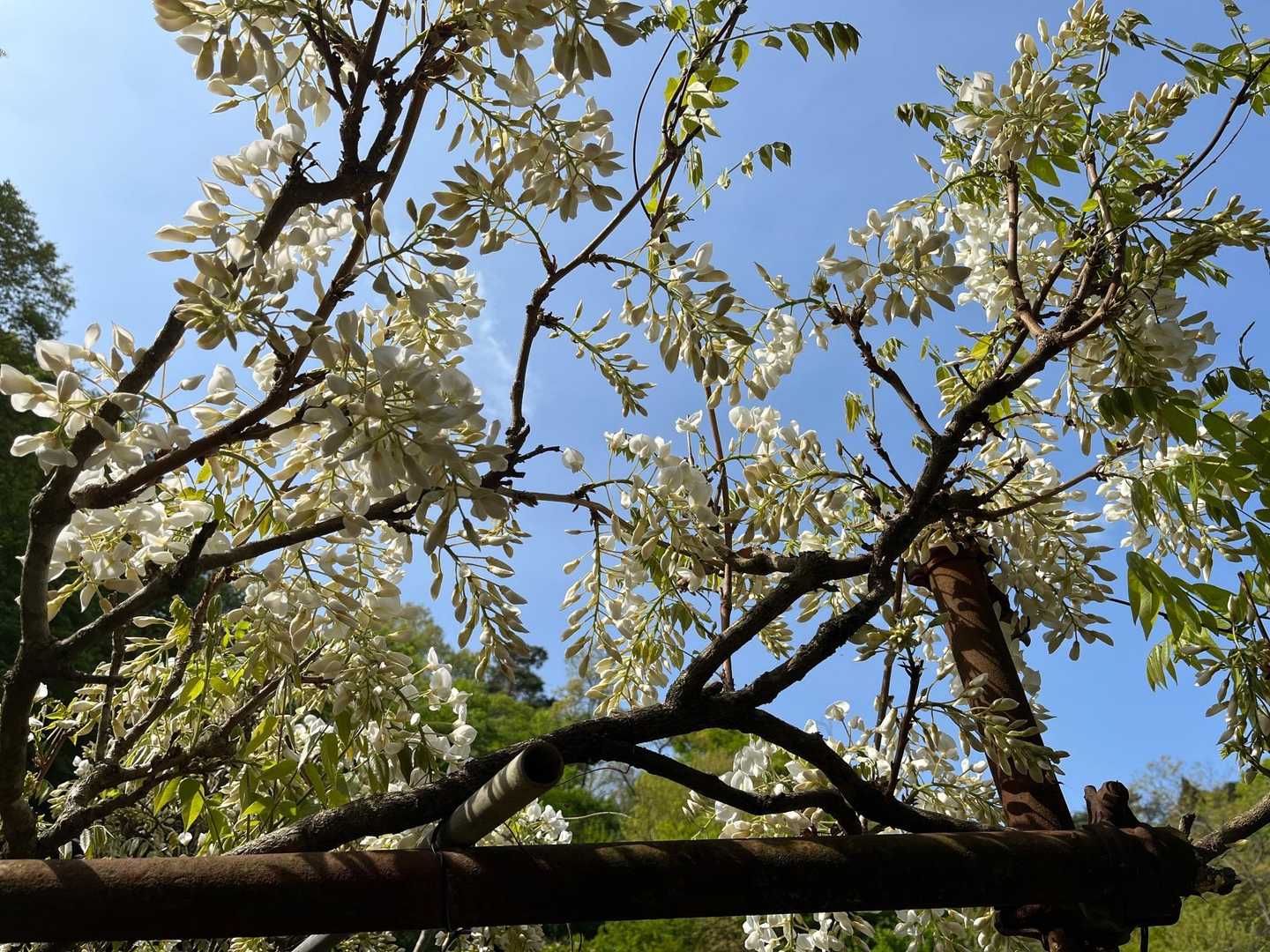 フジの花だと思います🙄