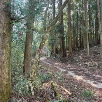 風頭山登山口

舗装路も含めた長めの平坦な道から再び登山道へ

結構涼しくていい感じ。