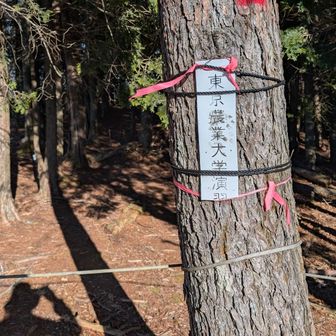 ロープ張られててその先は行けないのか？
東京農業大学の演習場とか書いてあるけど？
ロープ手前に山名板ないのでいけないのだろうが越えて行ってみる🧐