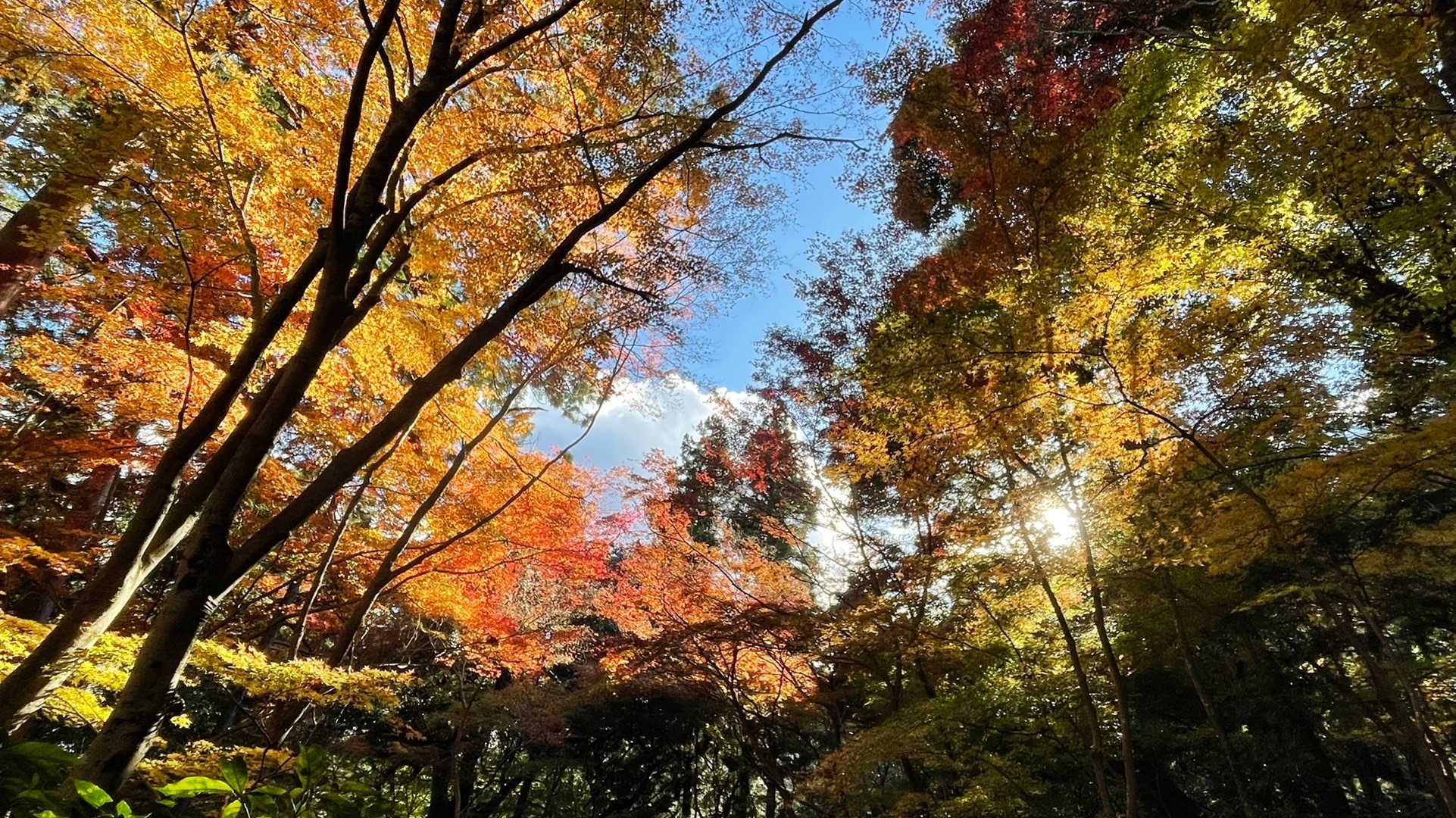 大矢田神社登山口-大矢田神社-天王山-白山 往復コースの写真
