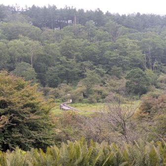 湿原を眺めながら五段の滝に向います😊