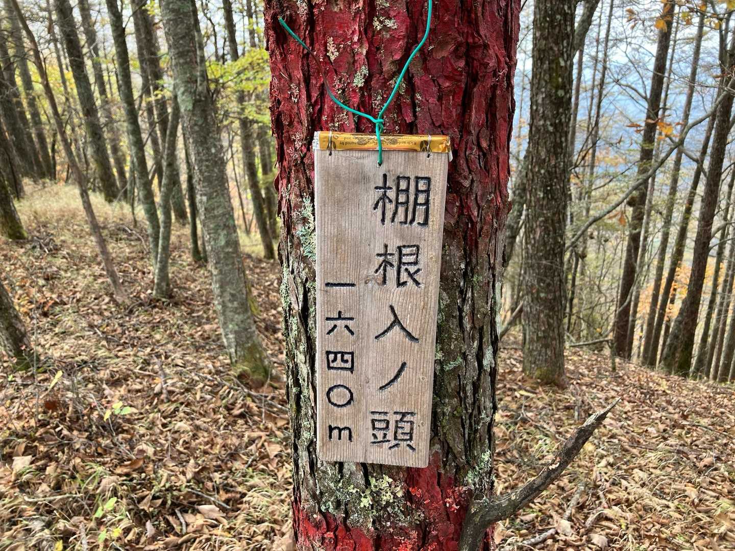 棚根入ノ頭です。