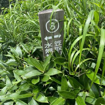 この辺りも、ほぼ藪漕ぎ。
