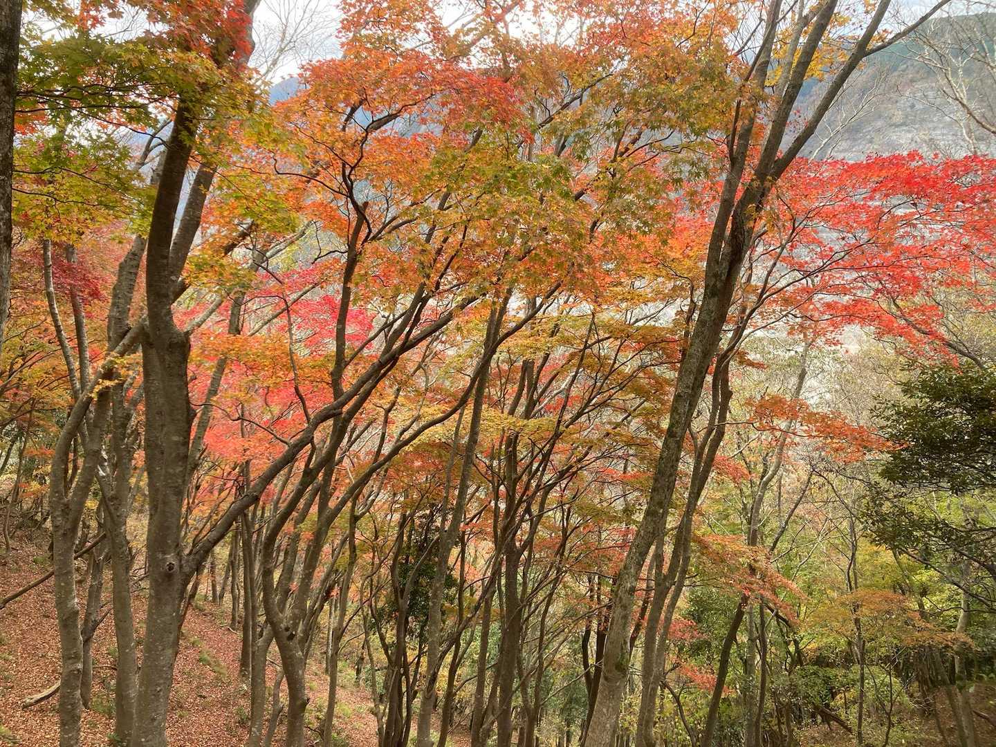 帰りにまた撮ってしまう。本当に見納めかも
今日は皆んな居たので楽しい⛰️登りになりました。😁