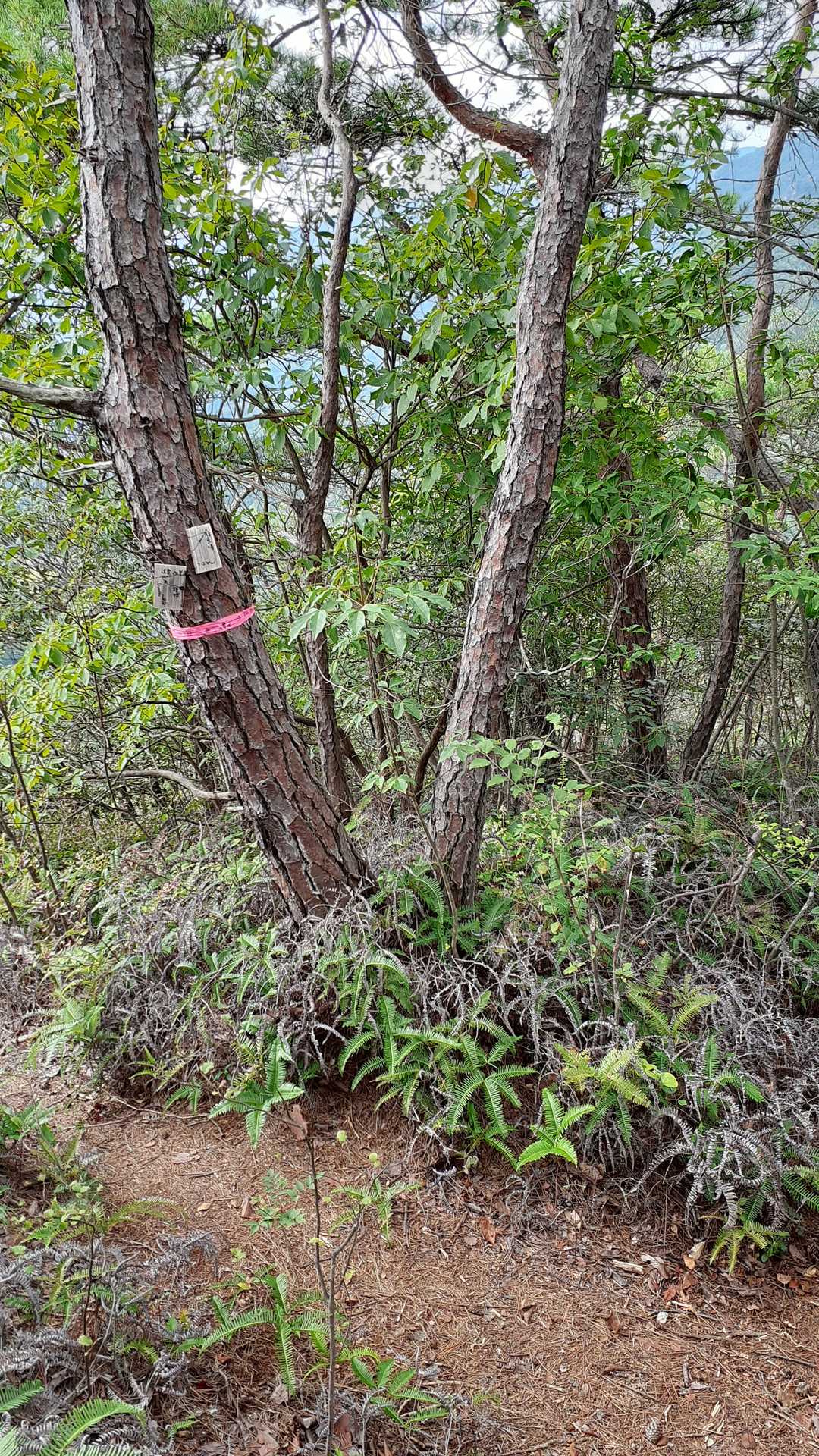 下山は左に降りる